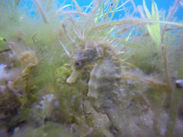 Sea Horse in Ria Aldan