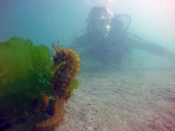 Diving Ria Aldan