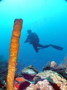 Scuba Diving in Trinidad