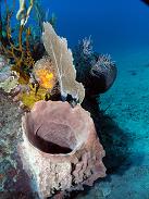 Diving