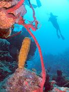 While scuba diving