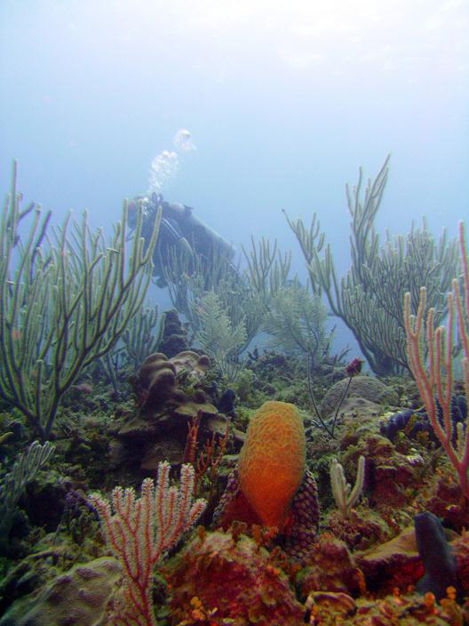 Corals in the ABC Islands