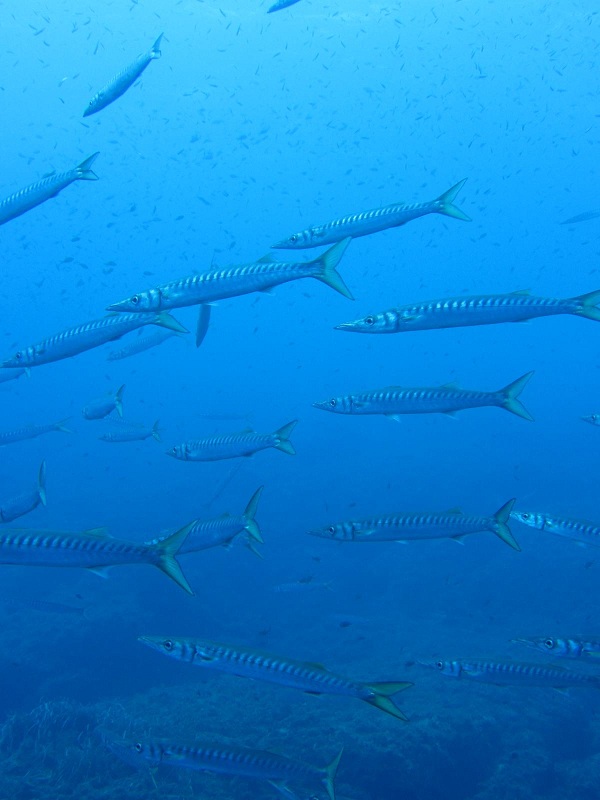 Underwater View of some fish at Mykonos,Diving In Greece
